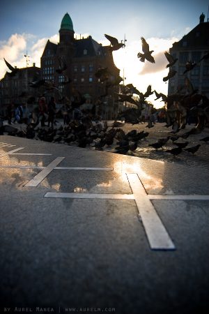 Amsterdam pigeons 01