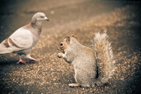 Cute squirrels in London 4