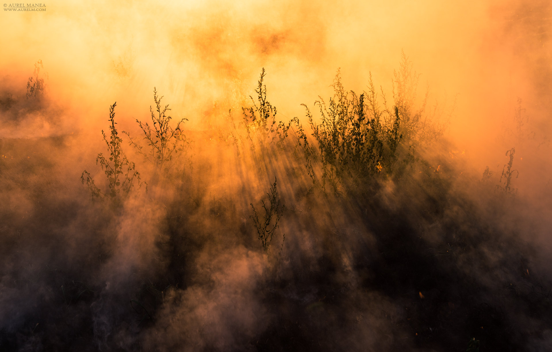 Gallery Bush fire 04