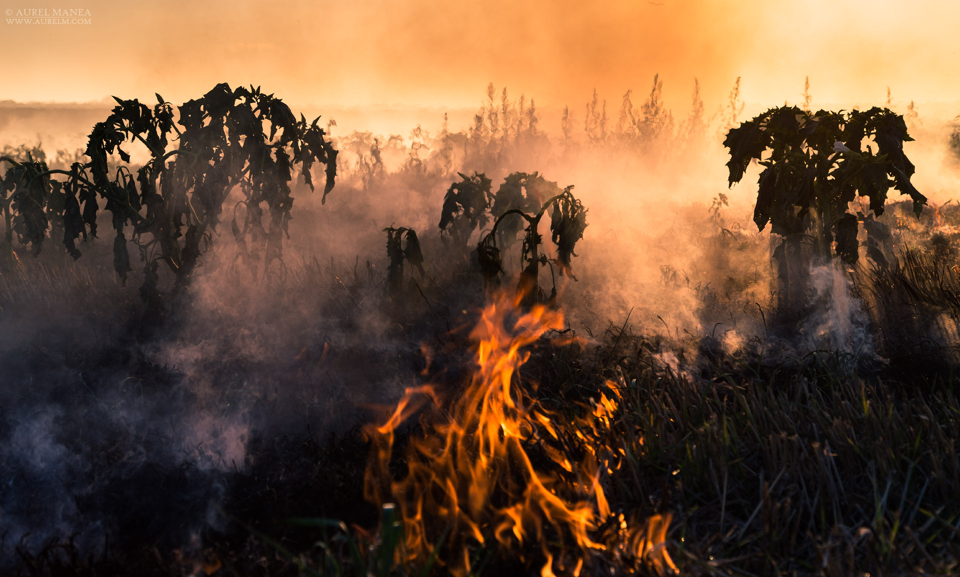 Gallery Bush fire 09
