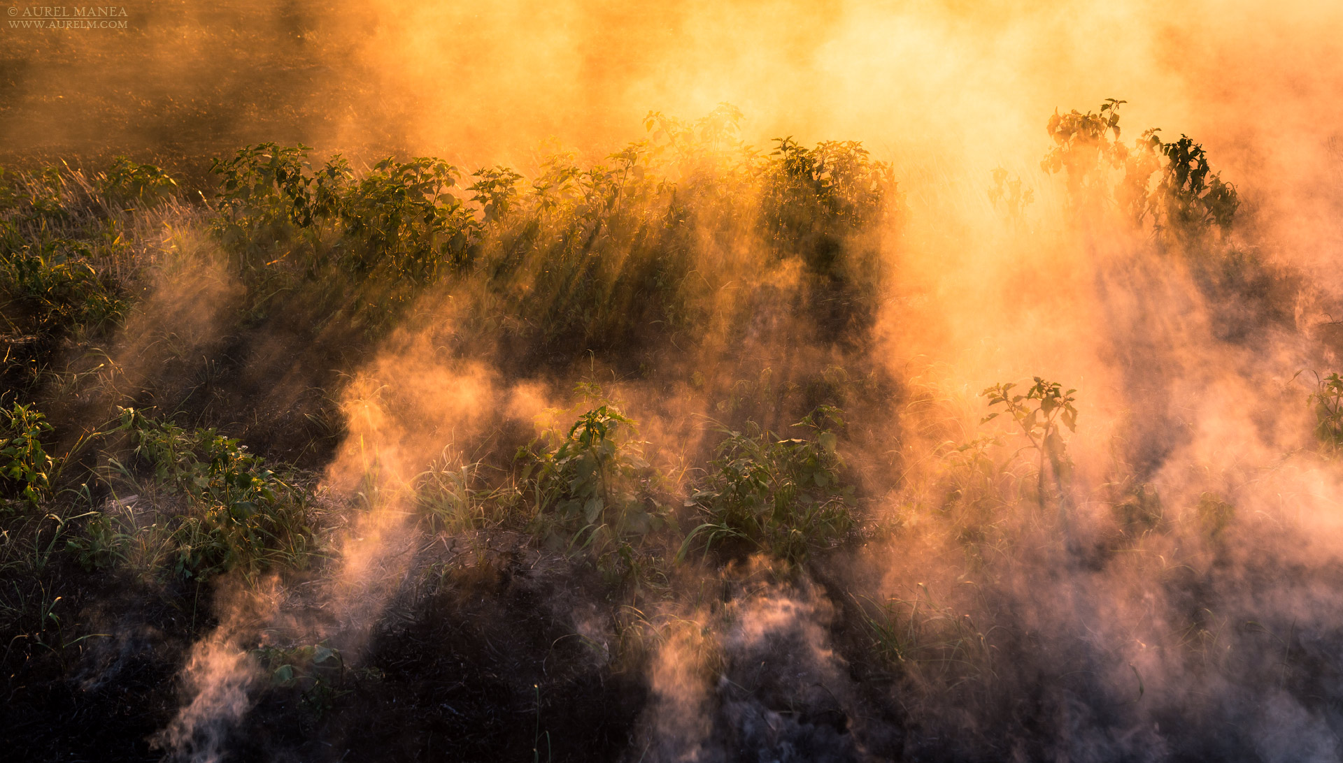 Gallery Bush fire 11