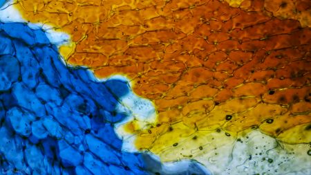 Gallery Ice crystals under polarized light microscope 08