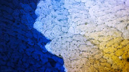 Gallery Ice crystals under polarized light microscope 09