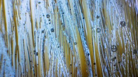 Gallery Ice crystals under polarized light microscope 12