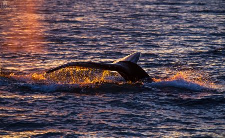 Gallery Iceland Eyjafjordur humpback whales sunset 01