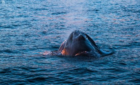 Gallery Iceland Eyjafjordur humpback whales sunset 06