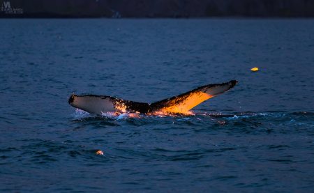 Gallery Iceland Eyjafjordur humpback whales sunset 11