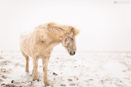 Gallery Iceland horses in the snow 05