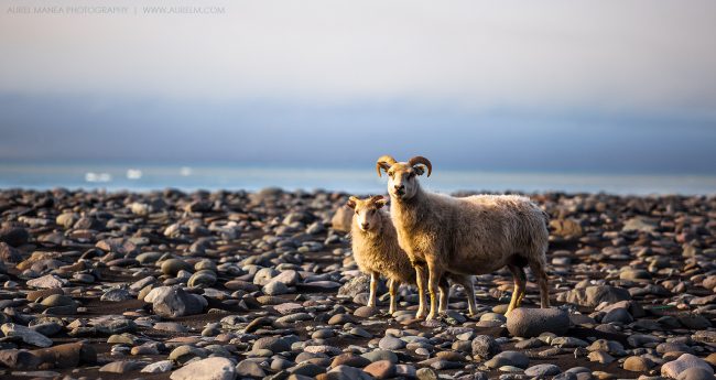Gallery Iceland sheep 01