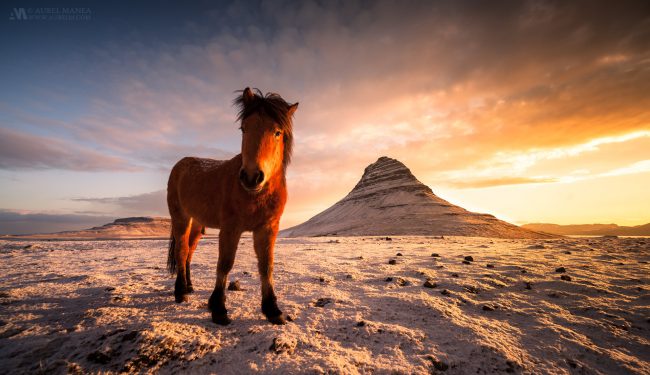Gallery Icelandic horse in Grundarfjordur 01