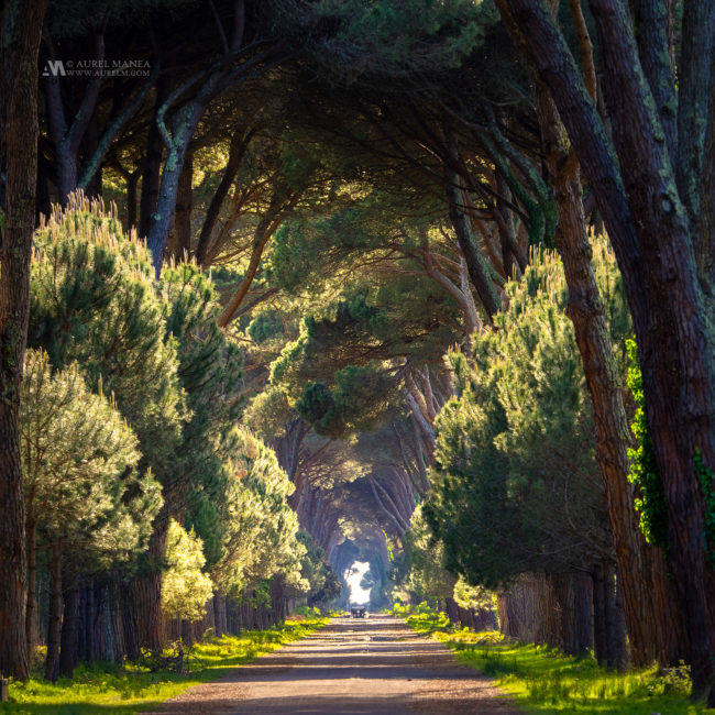 Gallery Italy tree tunnel 01