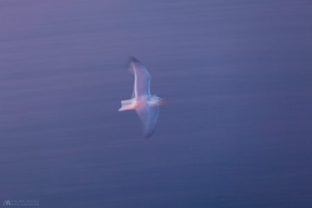 Gallery Long Exposure Birds 02