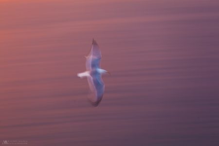 Gallery Long Exposure Birds 03