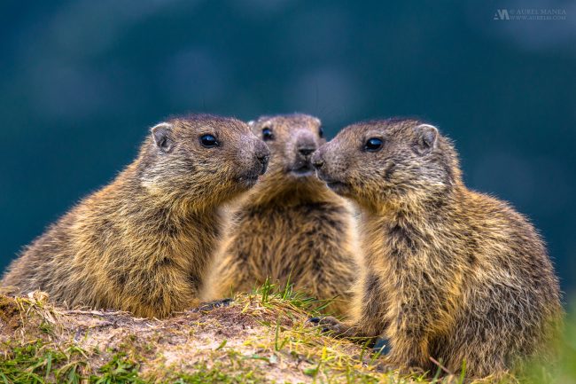Gallery Marmots in Dolomites 01