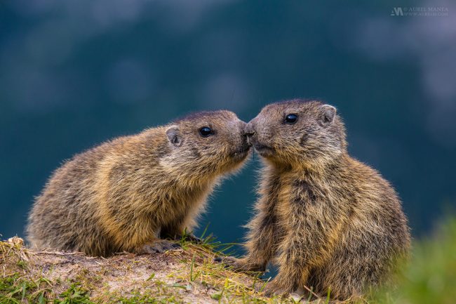 Gallery Marmots in Dolomites 03