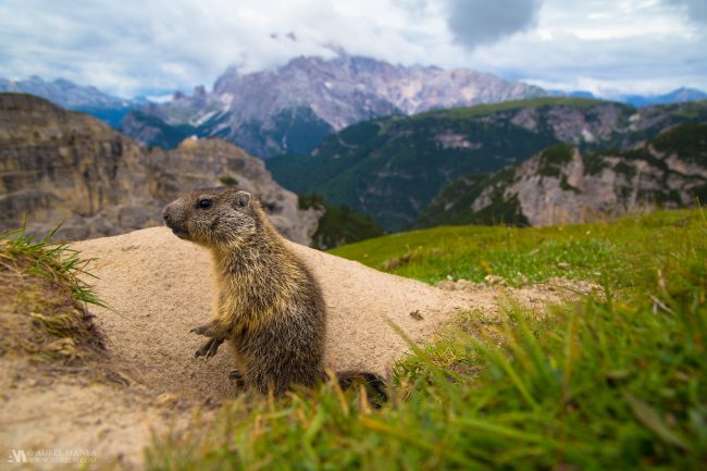 Gallery Marmots in Dolomites 04