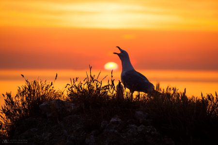 Gallery Seagull in Sunset 01