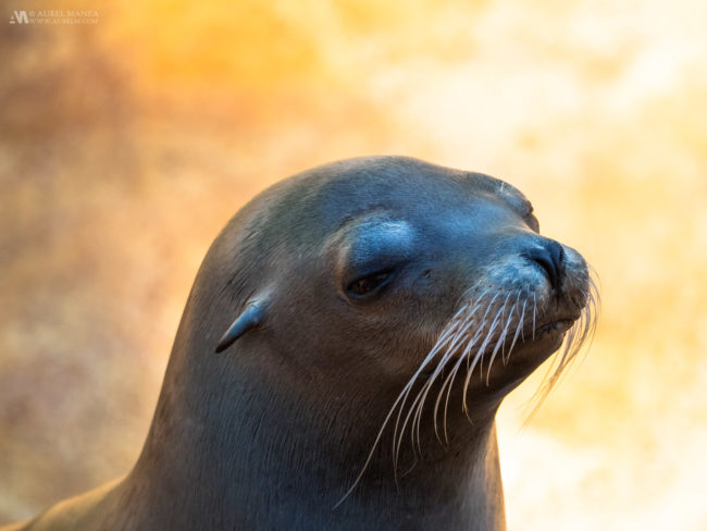 Gallery Seal in Tenerife Zoo 02
