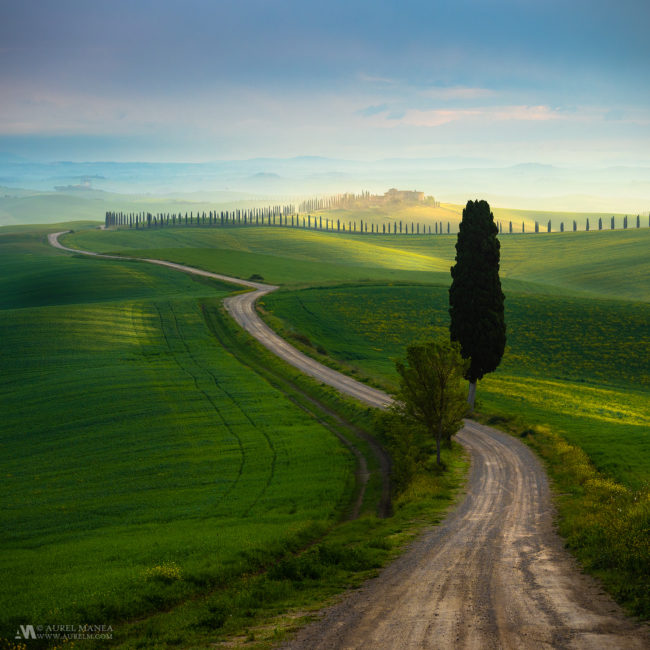 Gallery Tuscany sunrise tree with waving road 03