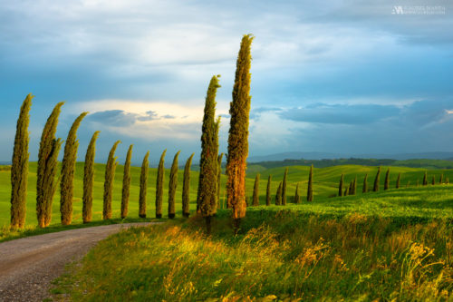 Gallery Tuscany sunsetroad with trees 01