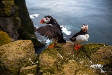 Gallery Westfjords puffins in Iceland 02