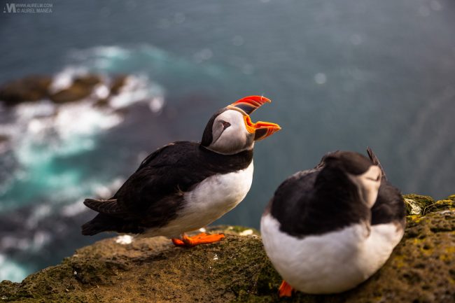Gallery Westfjords puffins in Iceland 04