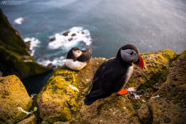 Gallery Westfjords puffins in Iceland 05