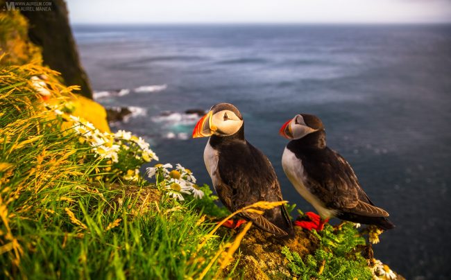Gallery Westfjords puffins in Iceland 12