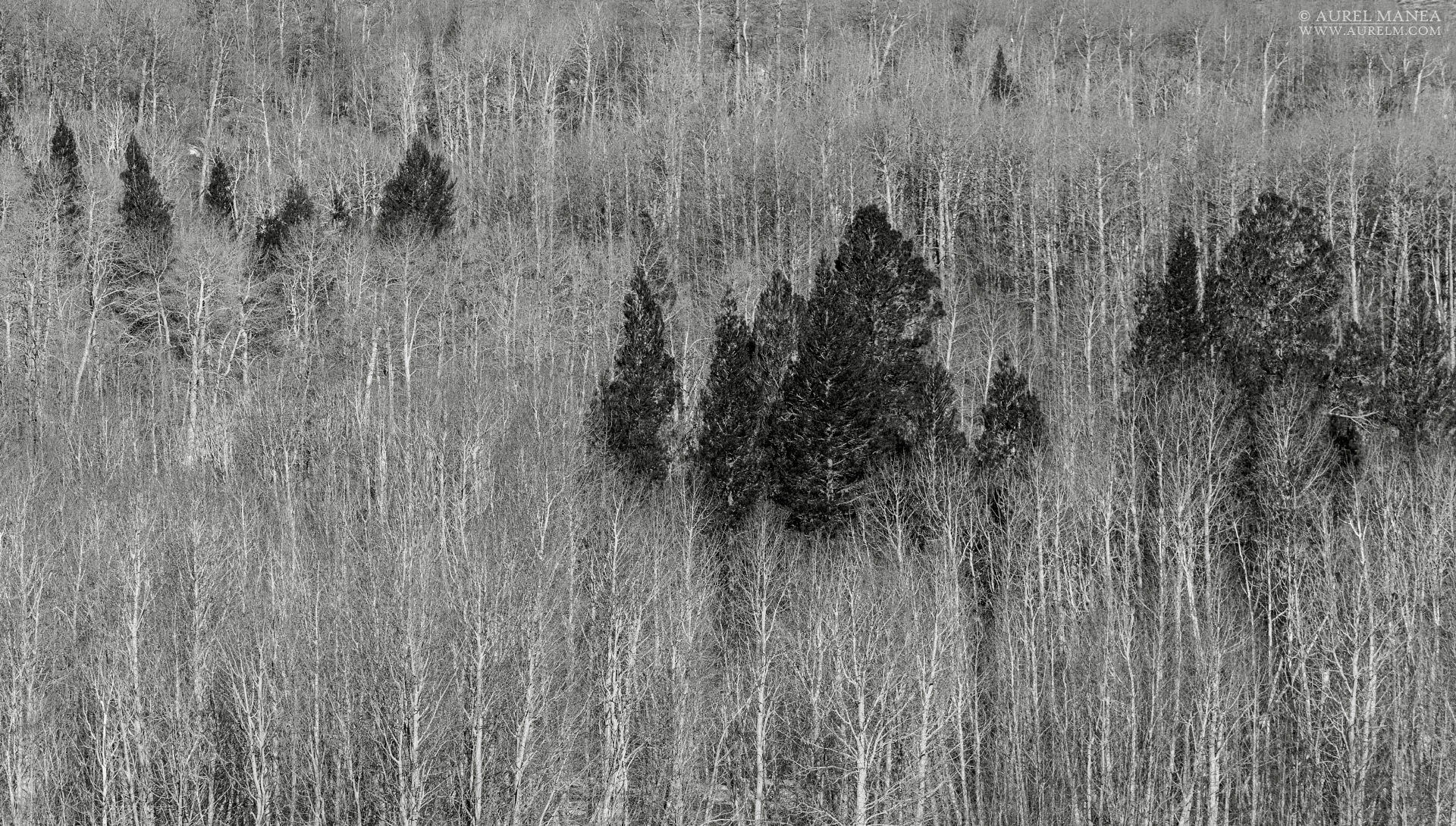 Gallery abstract forrest 01 - DYSTALGIA : Aurel Manea photography & visuals