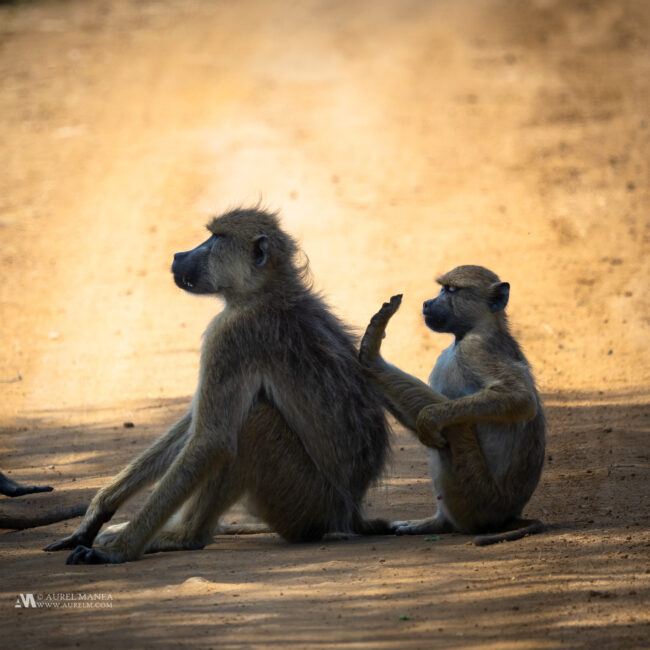 Gallery african baboon with cub 01