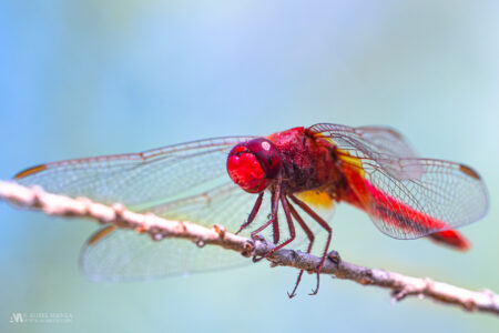 Gallery dragonfly 01
