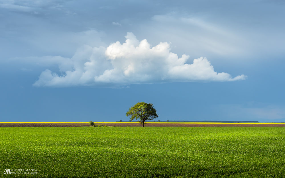 Gallery lonely tree with cloud in Romania 01