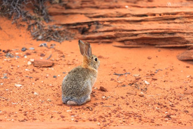 Gallery rabbit in Arizona Desert 01