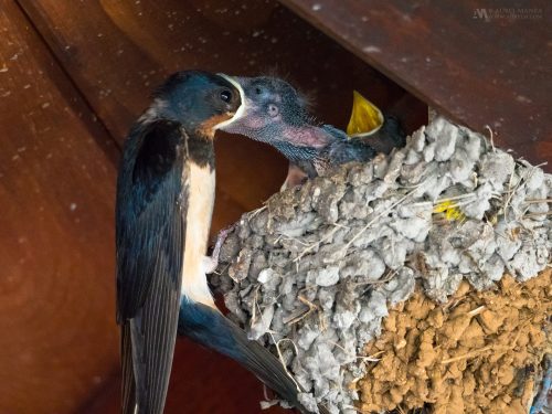 Gallery swallow feeding young