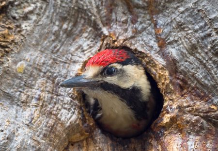 Gallery woodpeckers 02