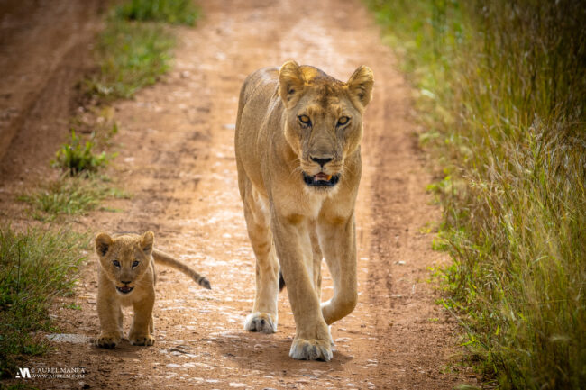 Gallery Africa Lion with cub 1