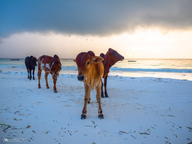 Gallery Cows on beach 01