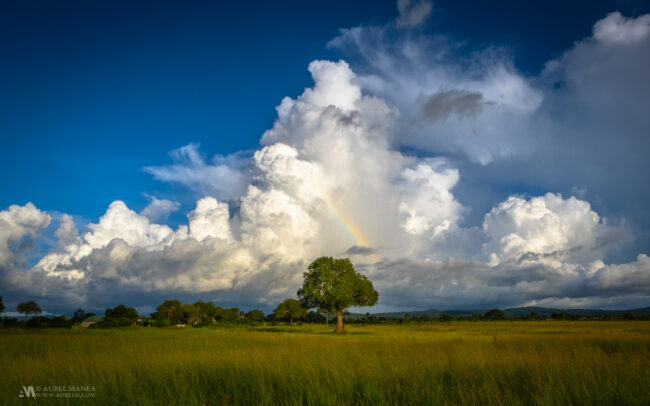 Gallery tree in Africa with clouds and rainbow