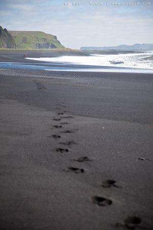 Iceland black beach in Vik 03