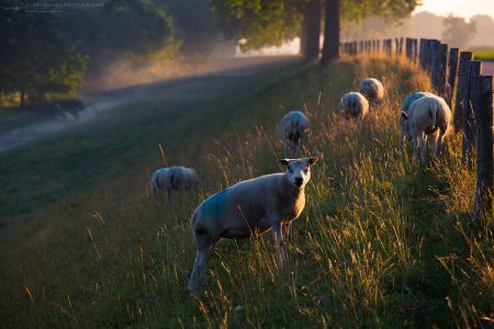 Netherlands sheep sunrise