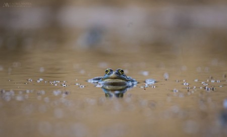 Pag Croatia Frog