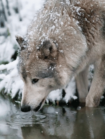 White Wolf Drinking Water by Anonymous
