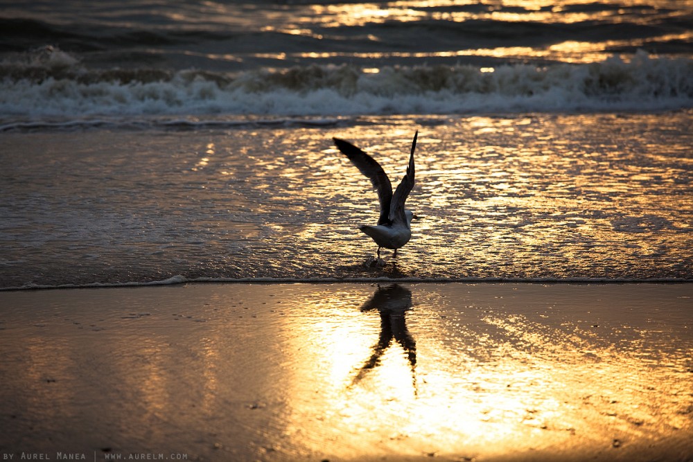 Zandvoort sunset bird