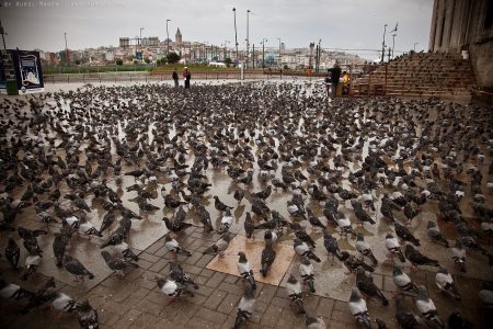 a lot of pigeons in Istanbul 02
