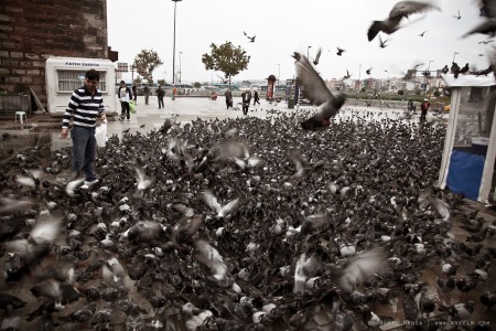 a lot of pigeons in Istanbul 03