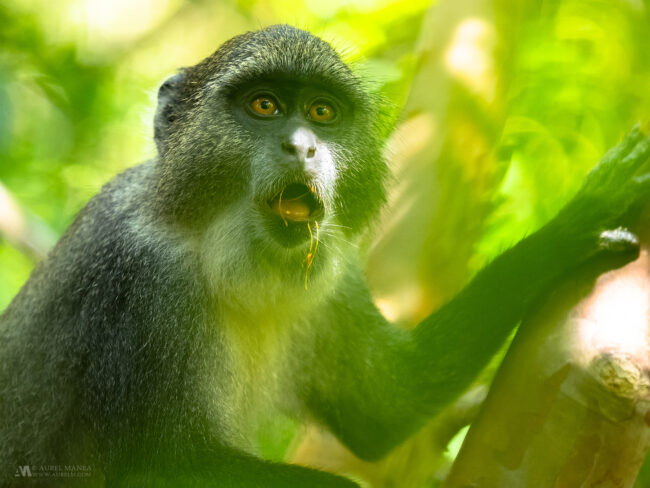 allery Blue Sykes Monkey Zanzibar 01
