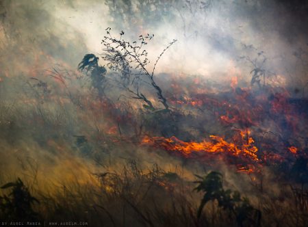 bushfire in bulgaria