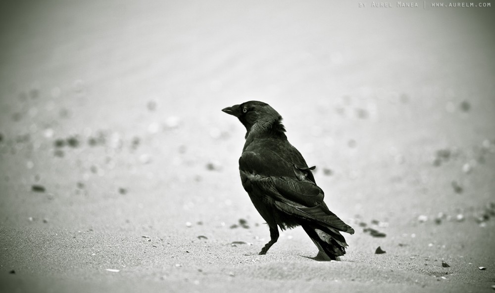 crow on beach 2