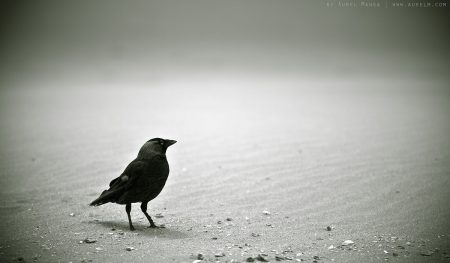 crow on beach