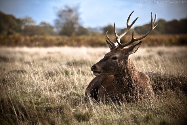 deer in London park 01